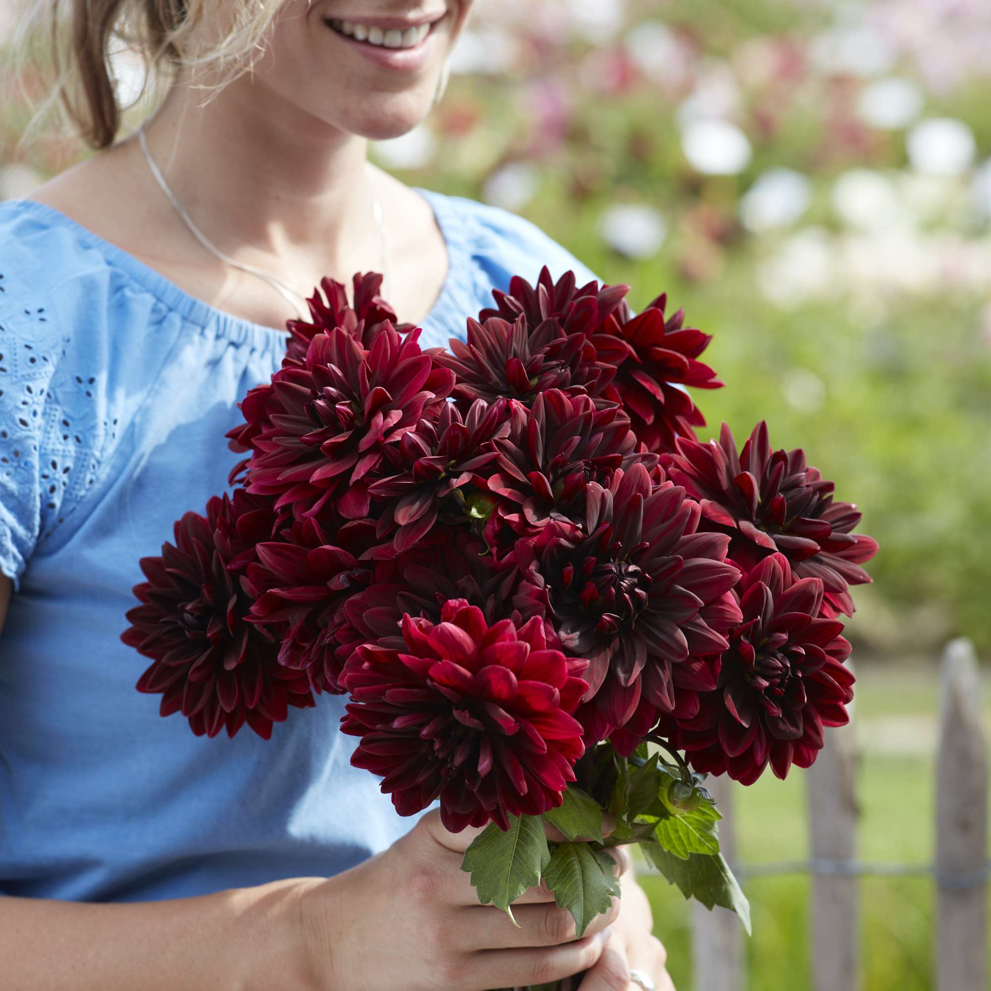 Dahlie 'Sam Hopkins'
